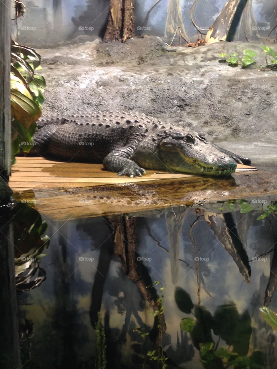 Alligator. Dubuque River museum and aquarium 