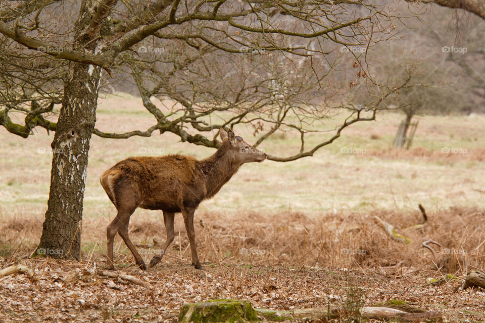 A beautiful deer in the park. Richmond park in London. Sweet animal portrait.