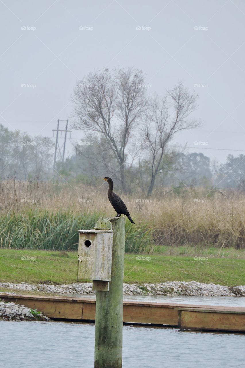 Cormorant on duck house