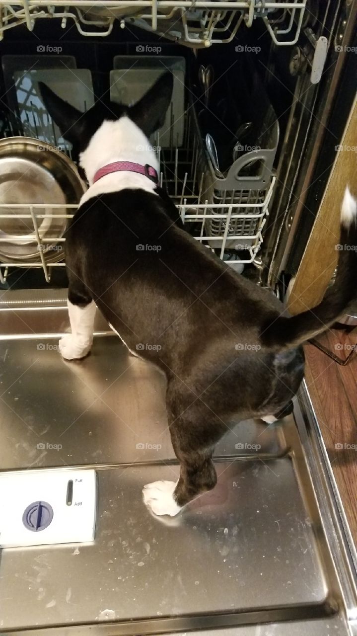 Milli Tot the miniature bull terrier pre-washer, or just trying to get her bowl back out of the dishwasher.  Funny puppy!