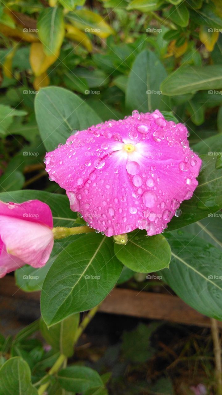 cor de rosa e e orvalho