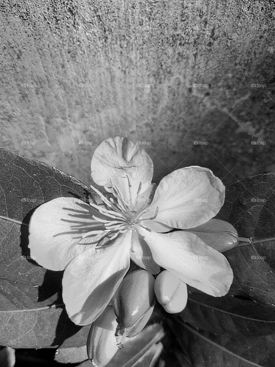 Wahyu tumurun flower