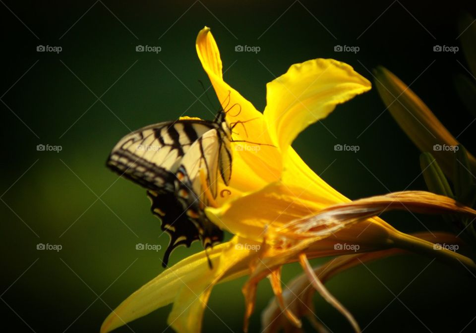 Butterfly in Garden