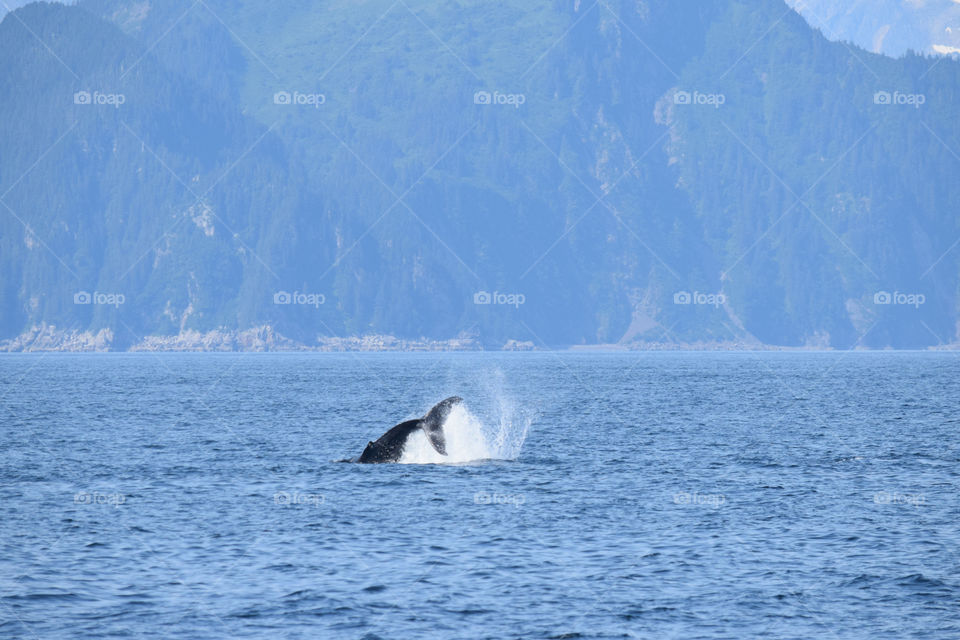 Young humpback whale breaching