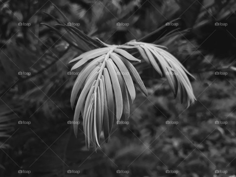 Nature in black and white