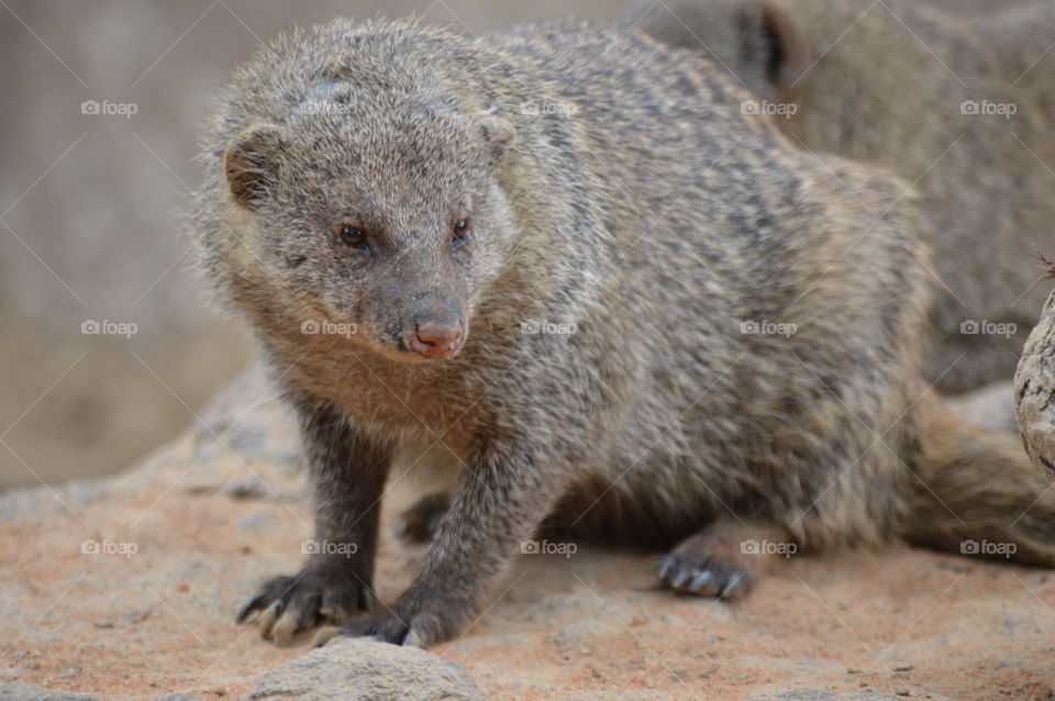 mongoose