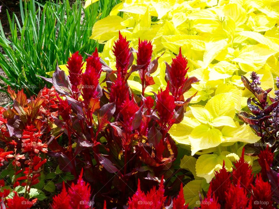 Pretty flowers in garden