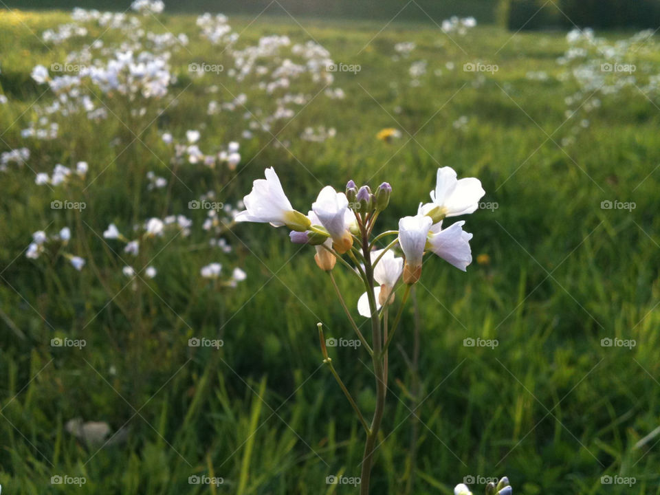 sweden field lea meadow by jonelinfotograf