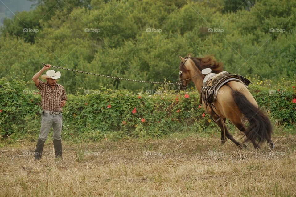 Horsemanship 