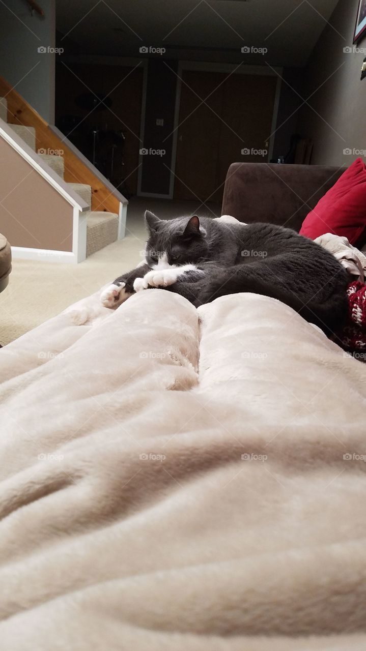 Jasper sleeping on a blanket