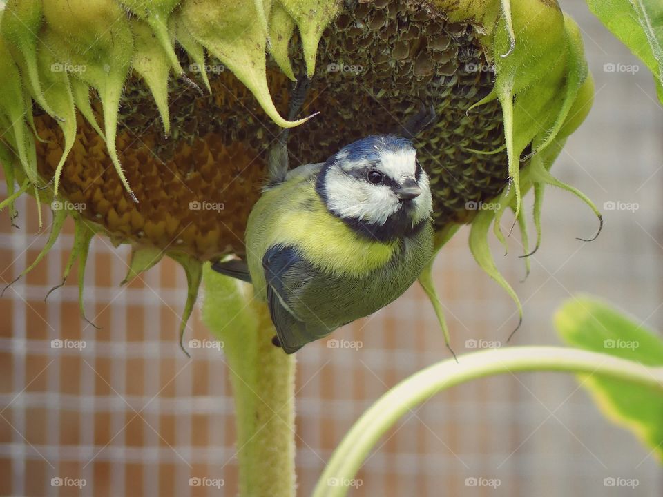 Bird feeding