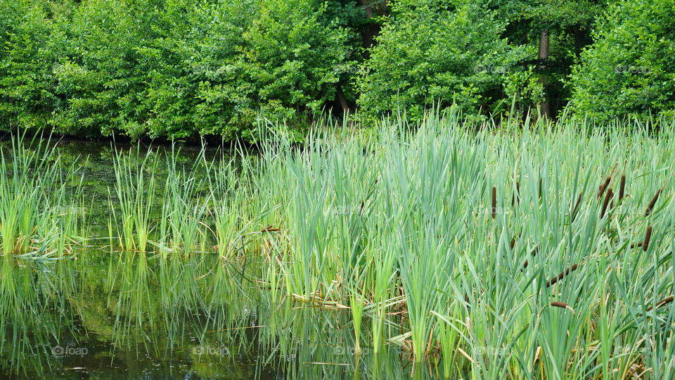 Waterplants in the country