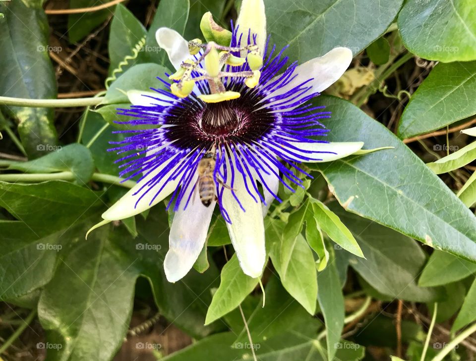 Passion flower