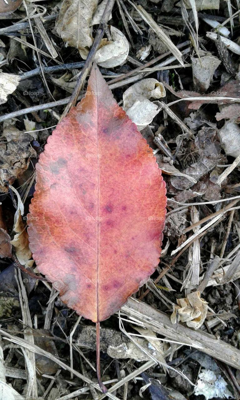 Fall Leaf