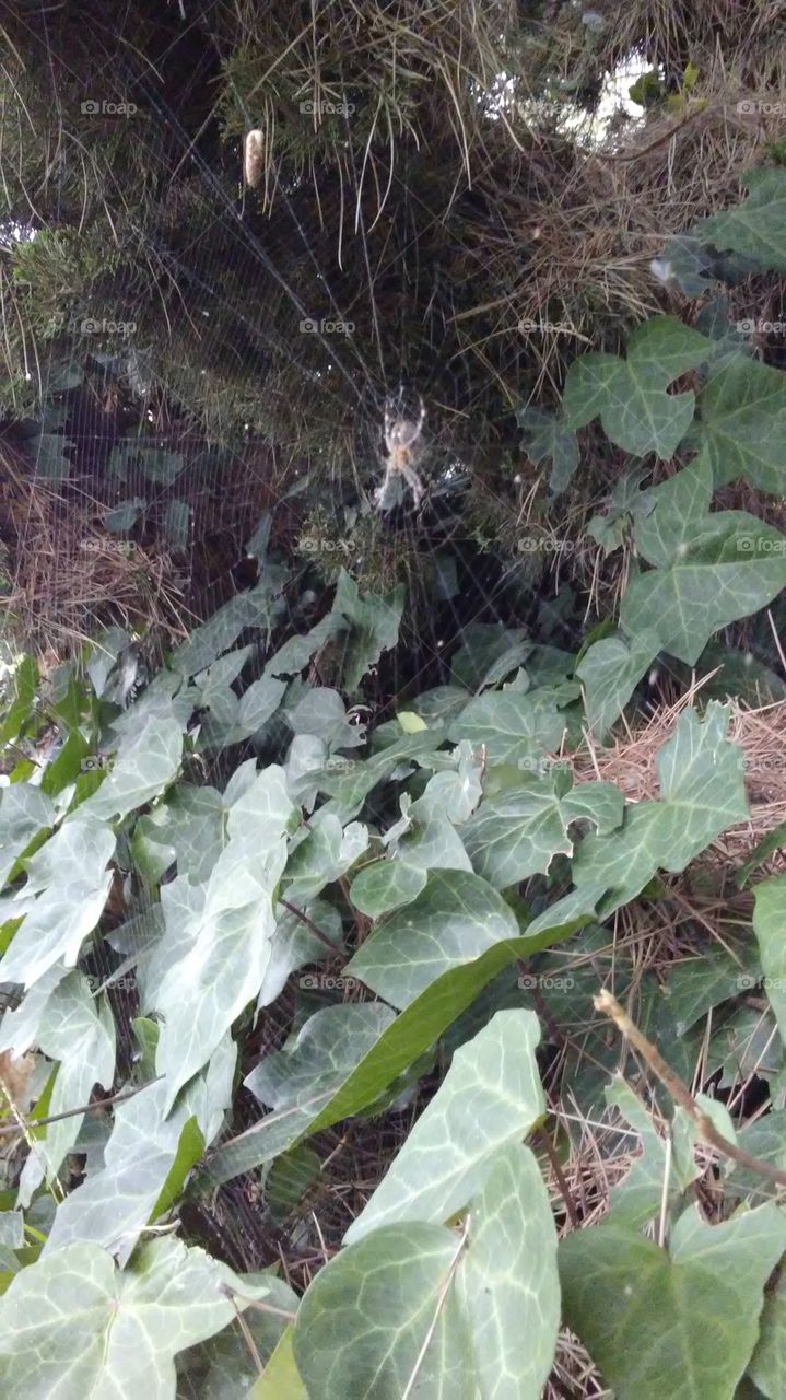 spider in web