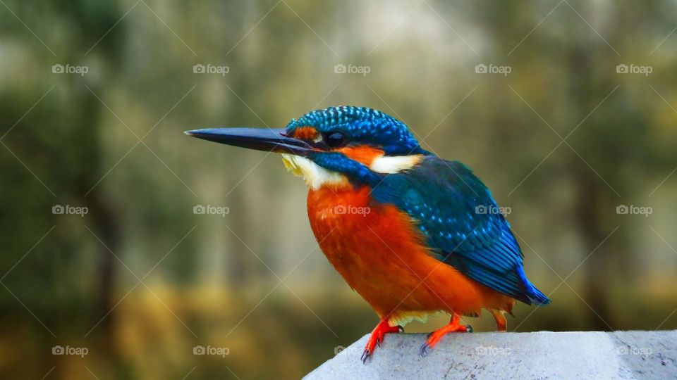 Beautiful and cute bird