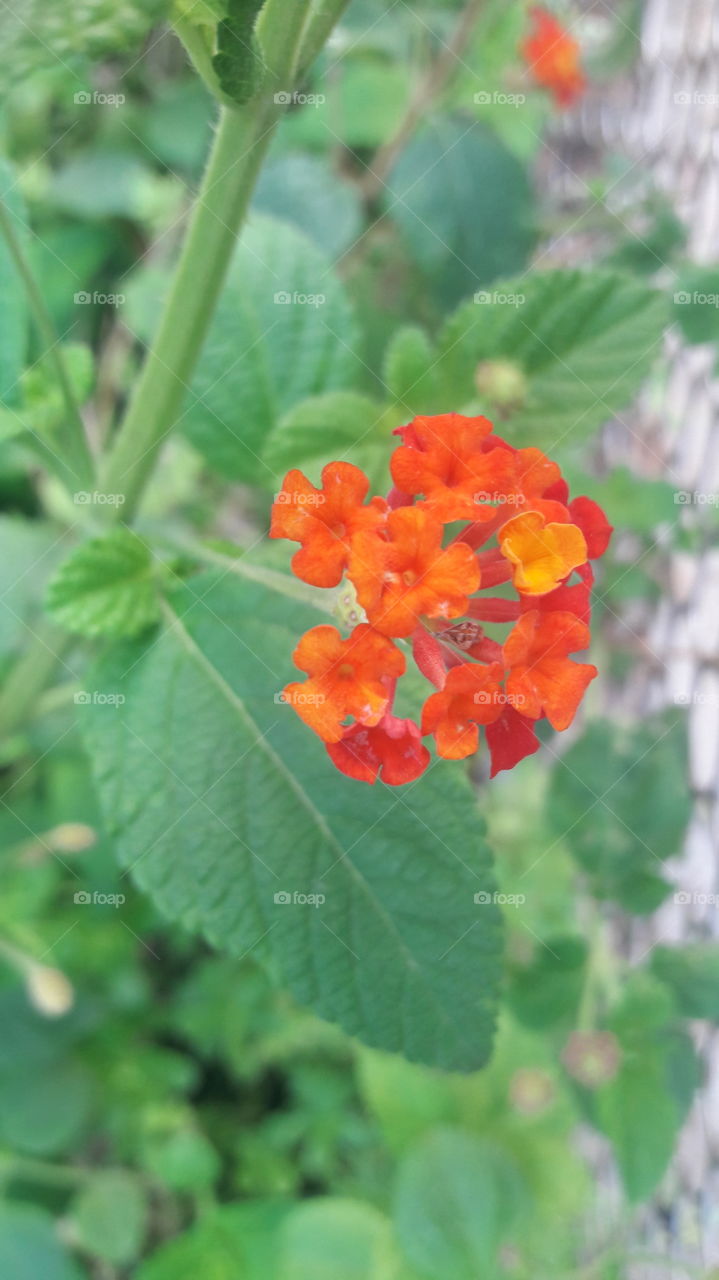 wayside orange flower with leaves