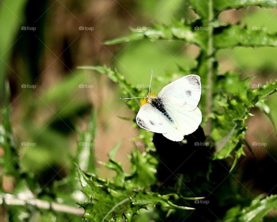 butterfly and life