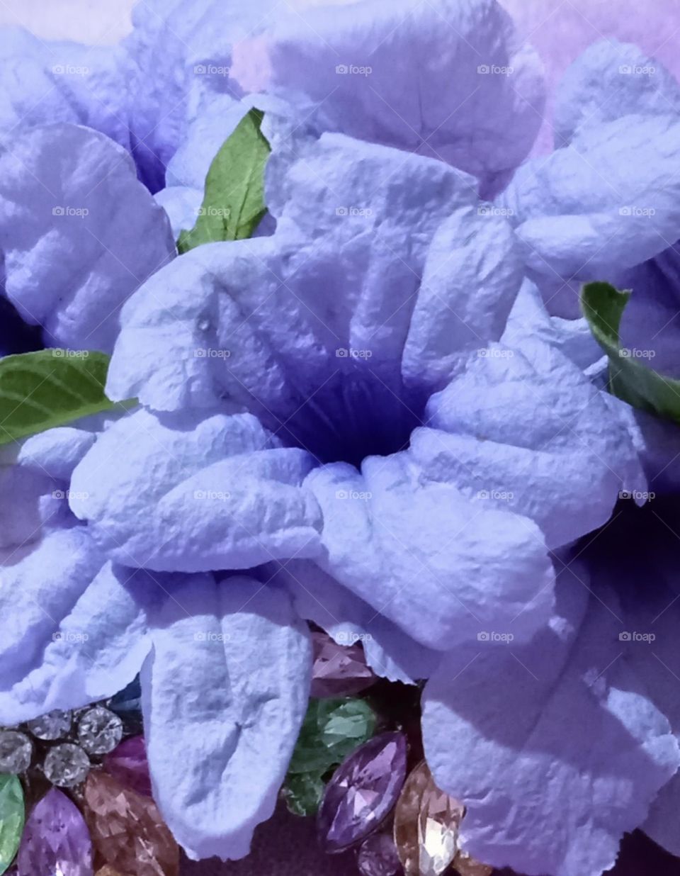 Close up photo of flowers Petunia. Petunia Flower is blooming with attractive lavender colour. Arround with green 💚 leaves.