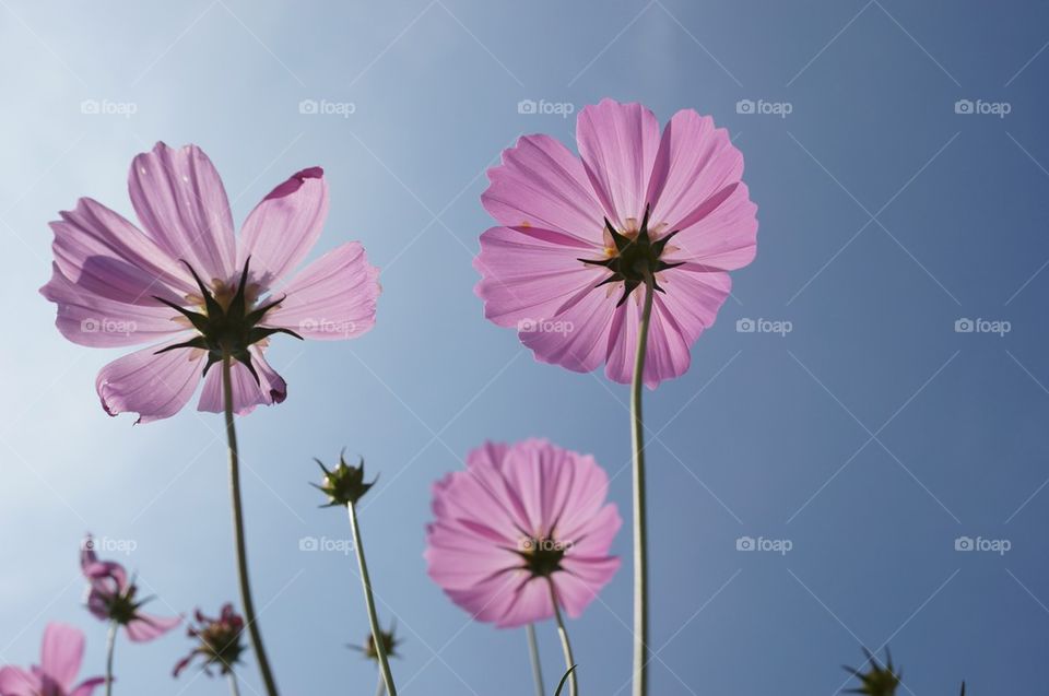 Cosmos Flower