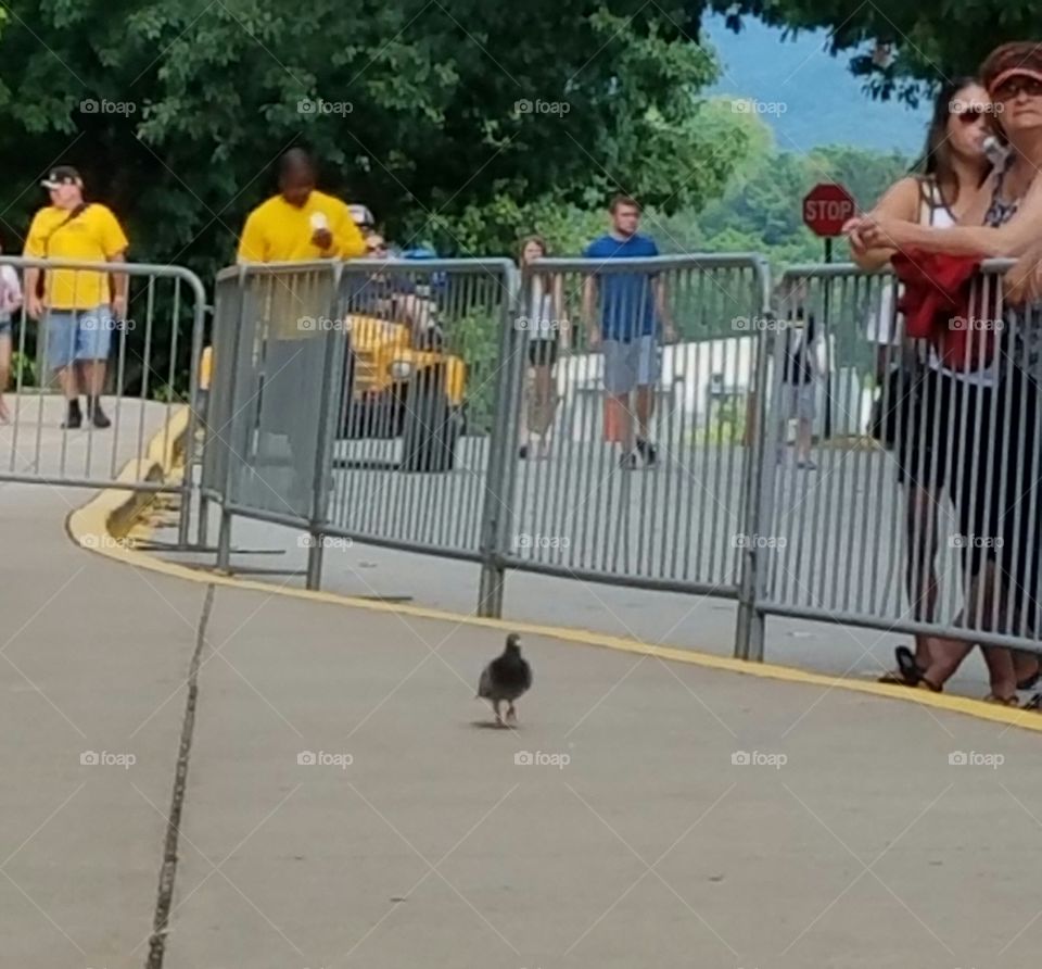 a lone pigeon walking around Steelers camp like he owns the place
