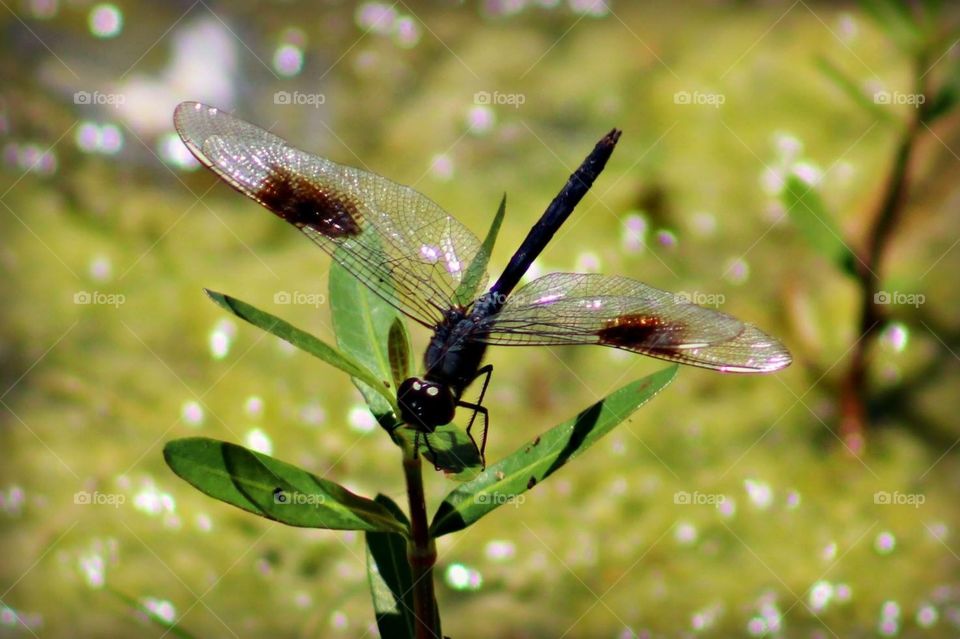 Dragonfly on lake grass