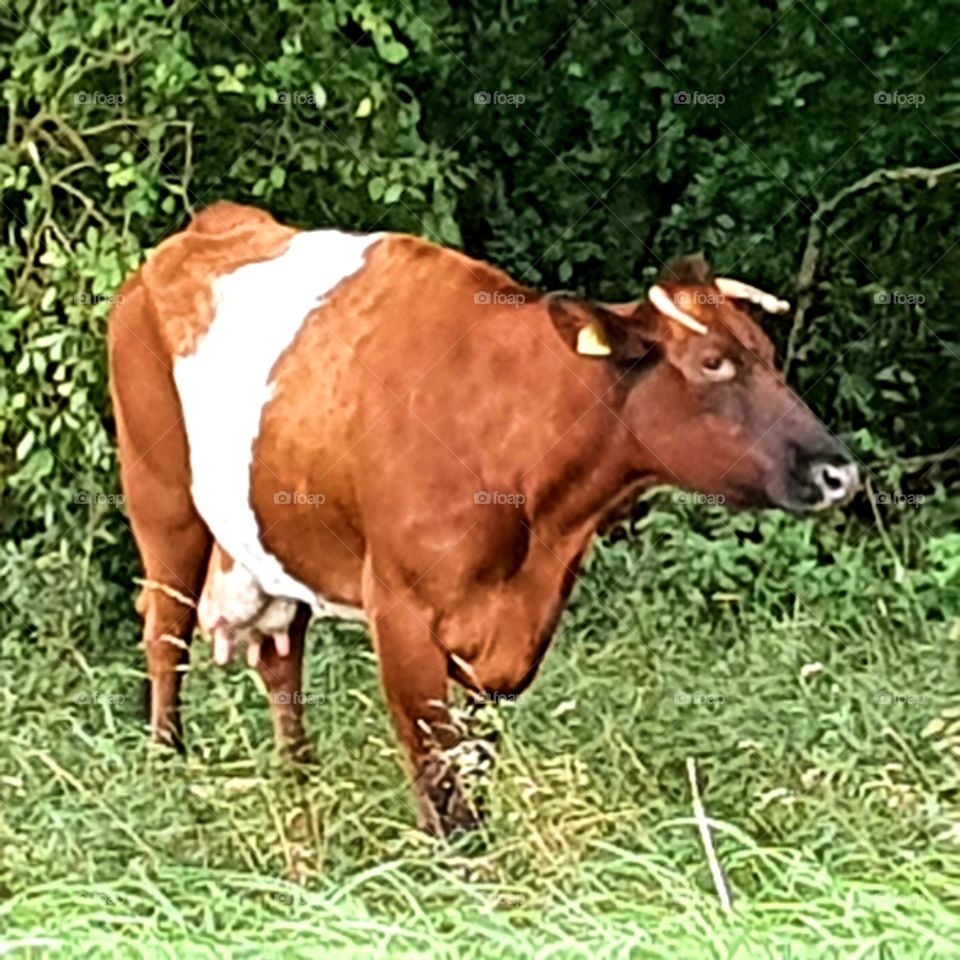 A cow looking around. Outside from the grass.