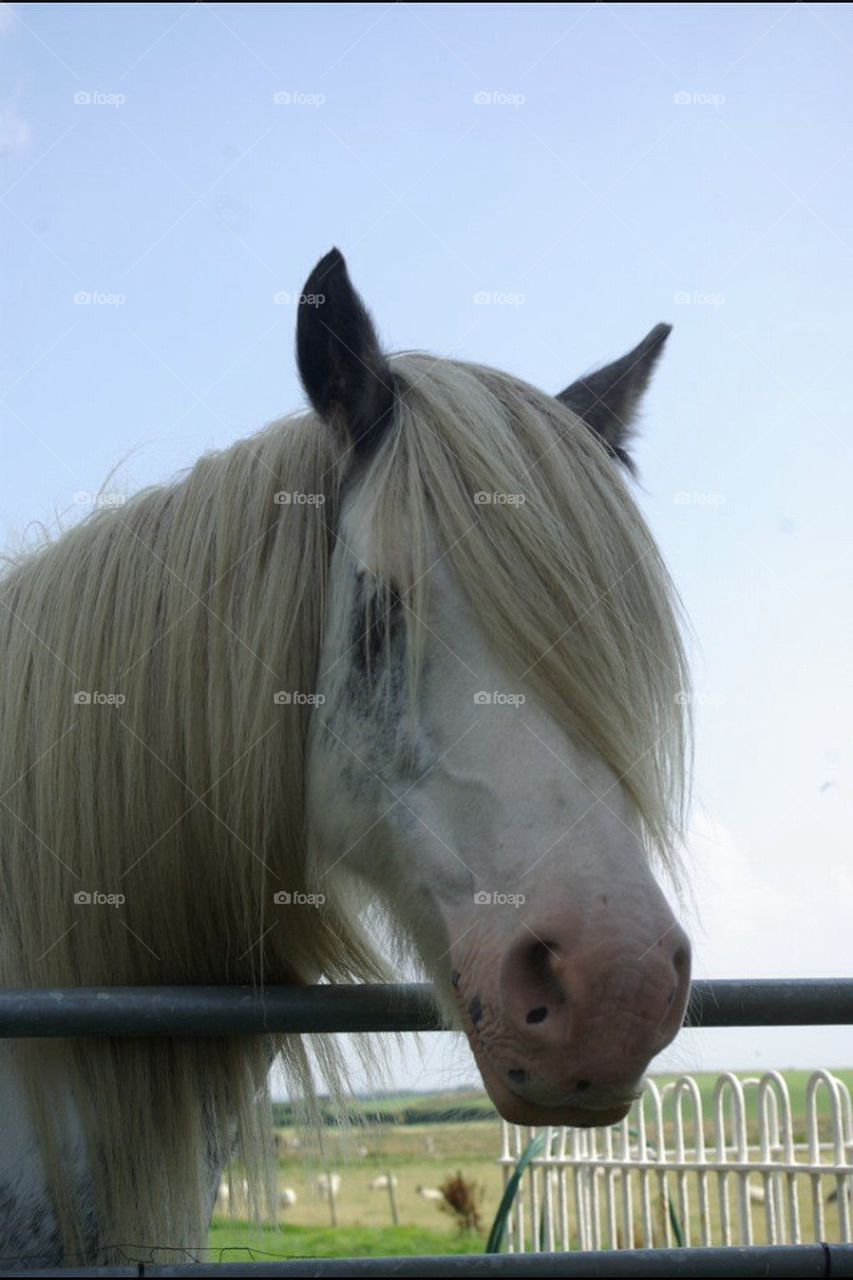 Horse staring