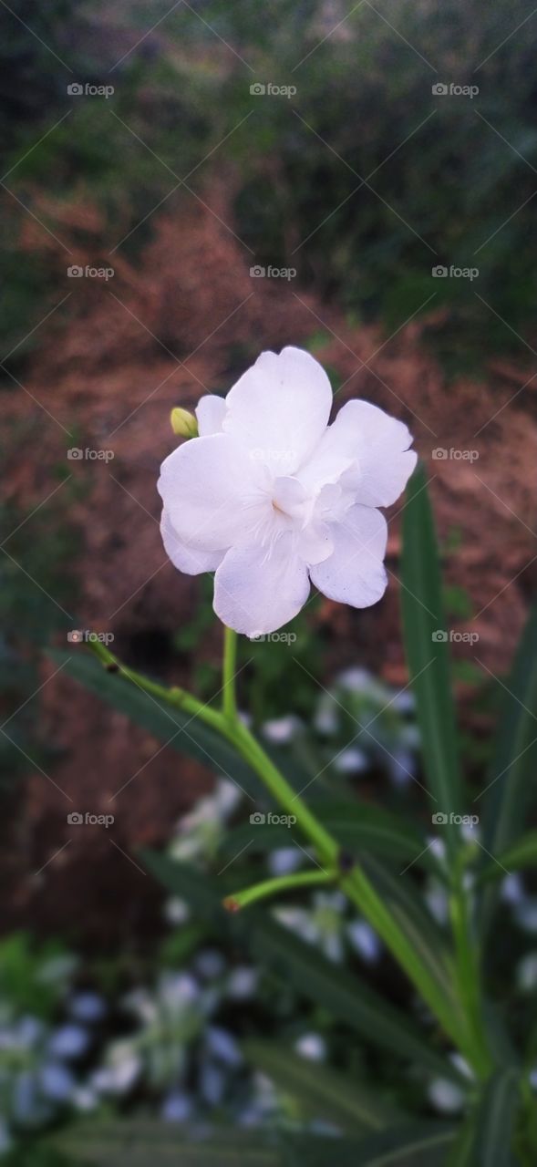 white flower image