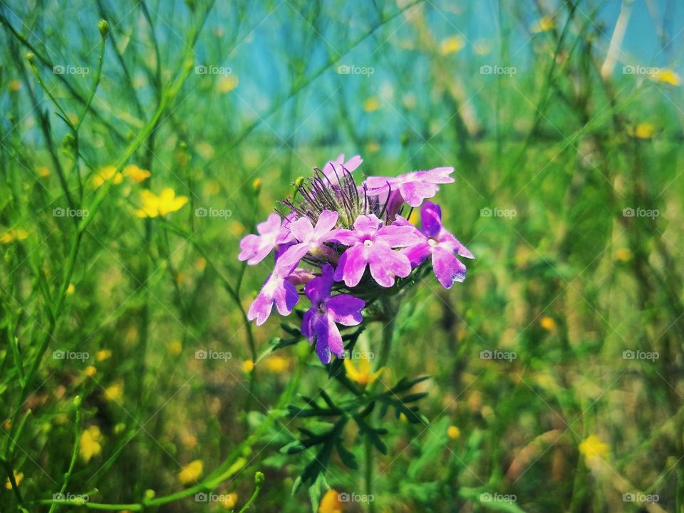 Prairie Verbena