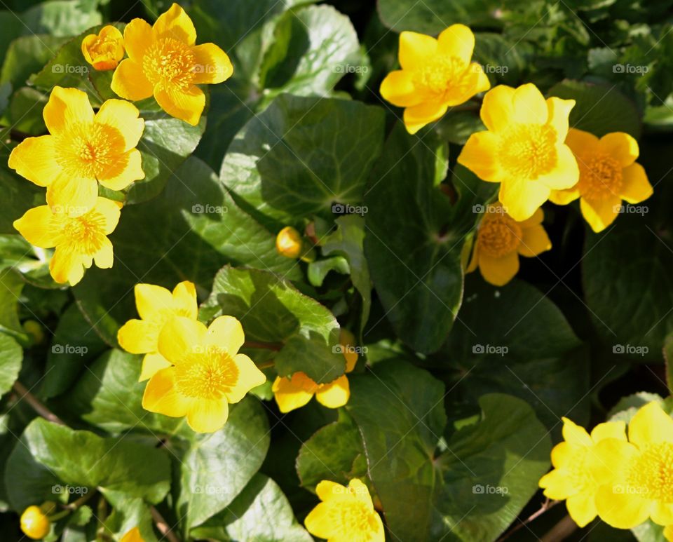 Yellow spring flowers. Wild flowers 