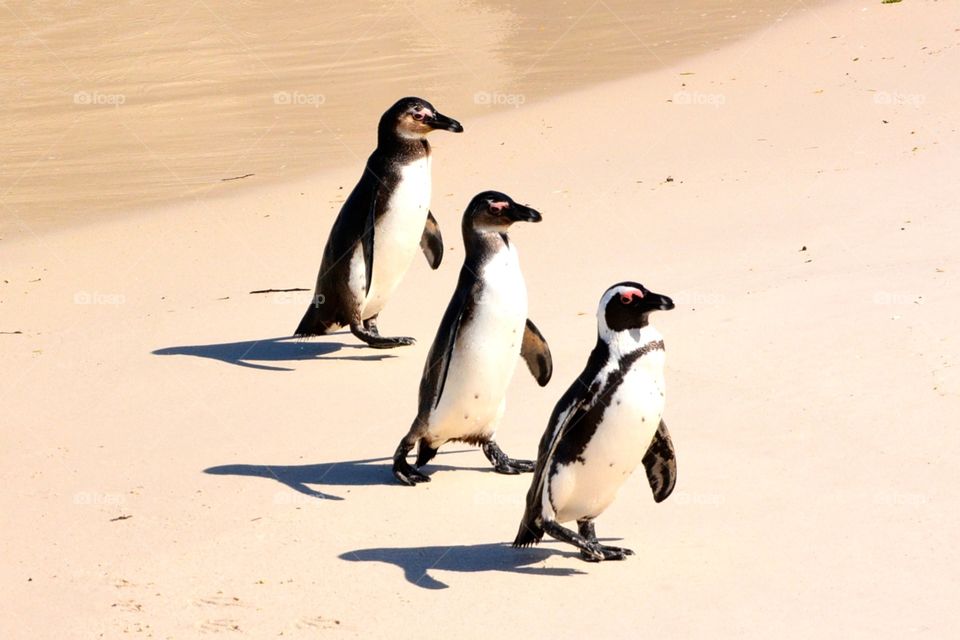 Penguins