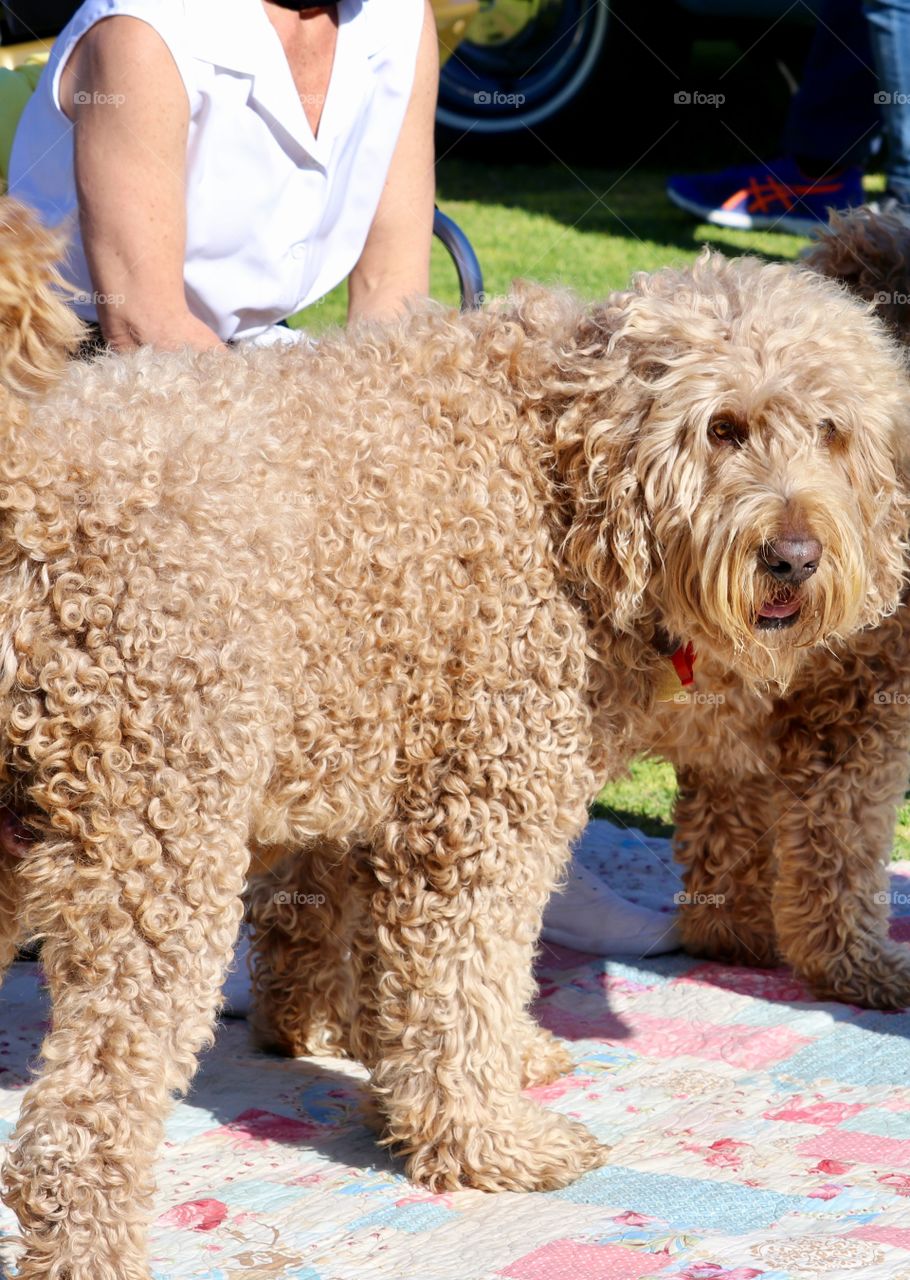 Labradoodle labrapoodle, brown curly wooly pair