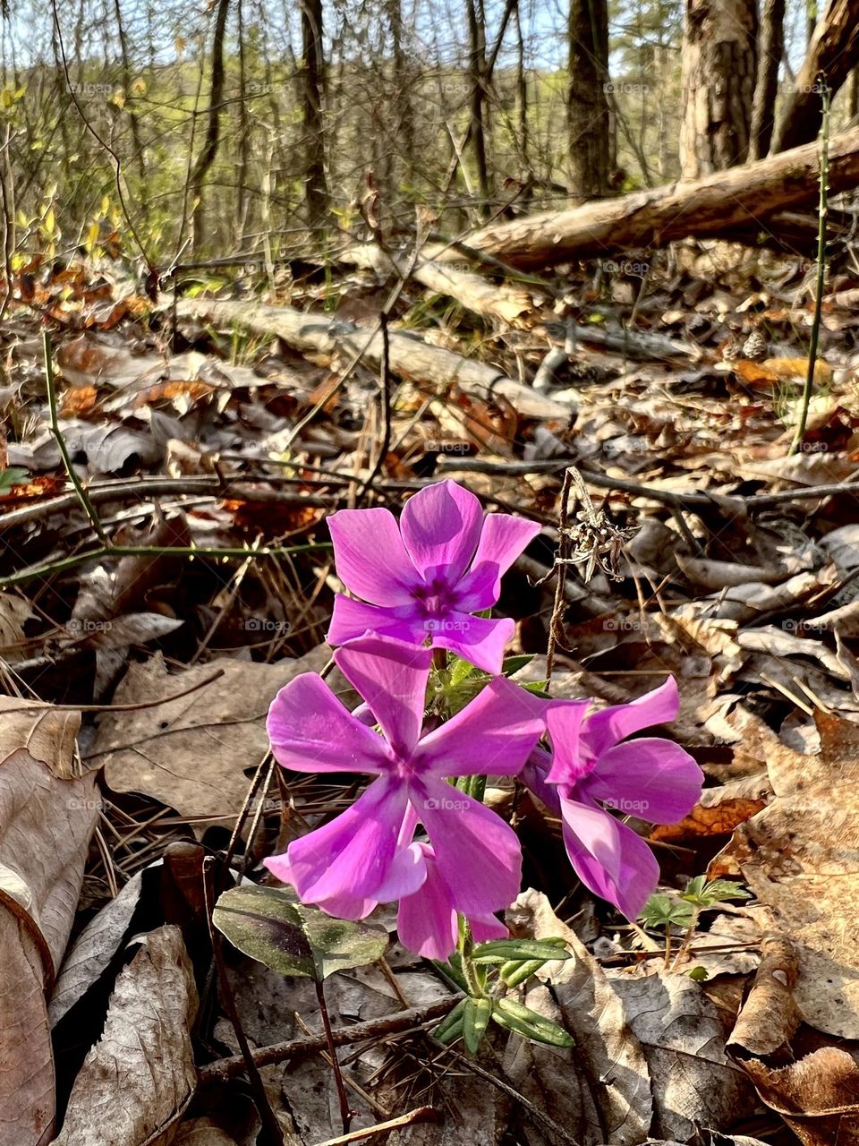 Spring wildflowers appearing in the fallen leaves and bare trees, signaling warmer weather is truly on the way.