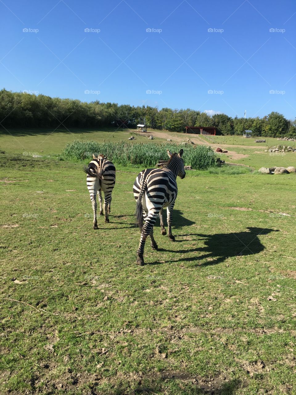 Zebras 