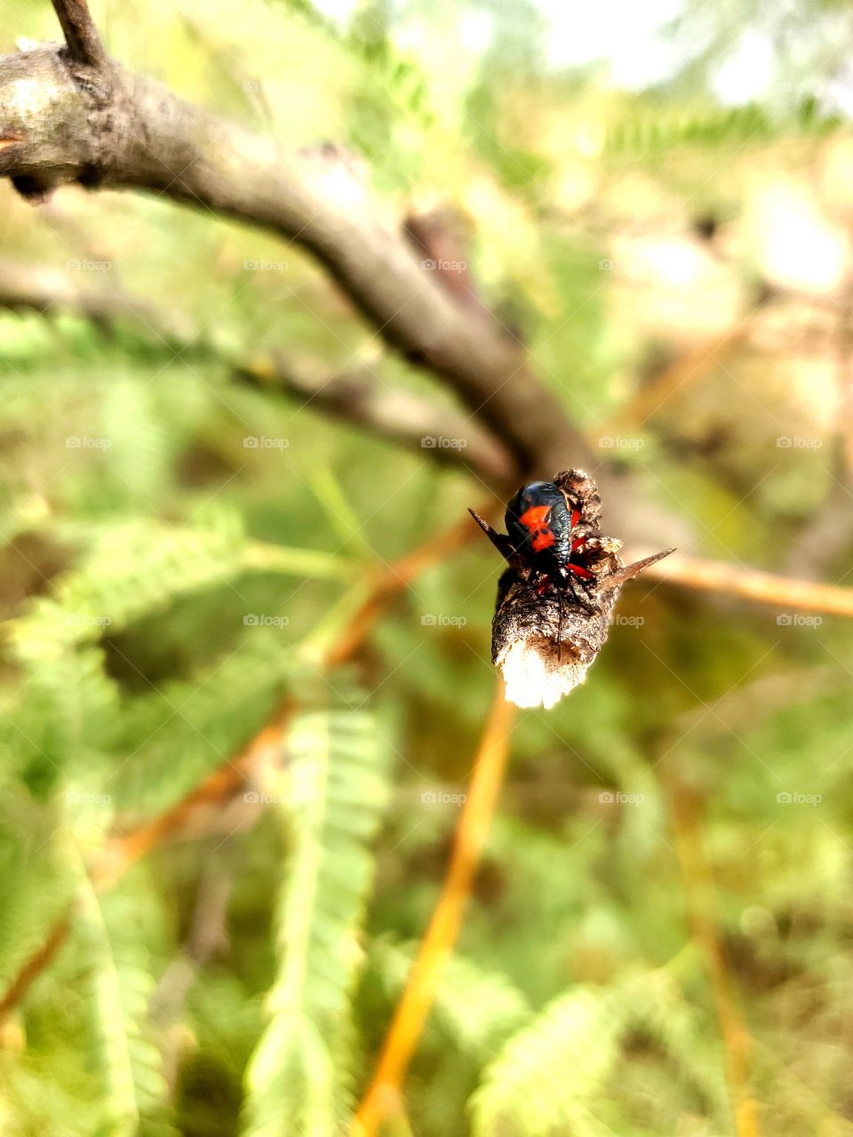 poison black red insect with superman mask on back in southwestern USA deasert