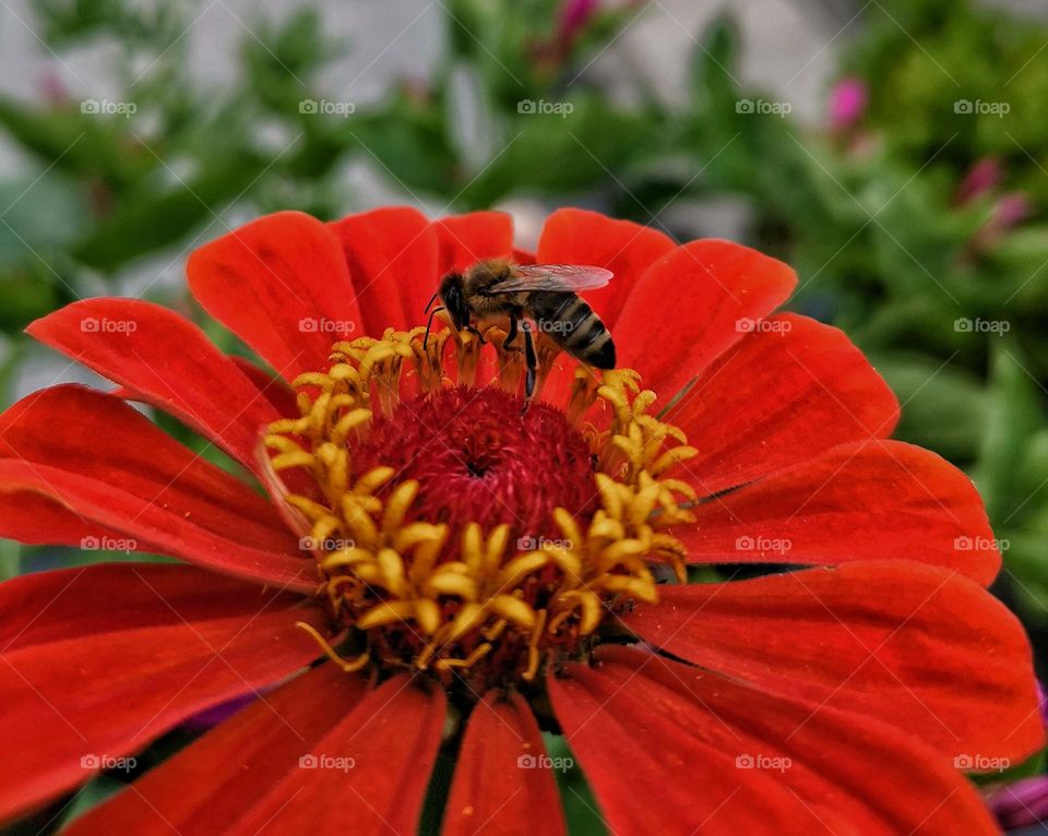 Bee