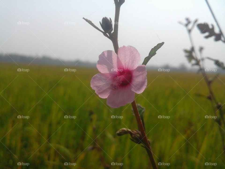 pink flower
