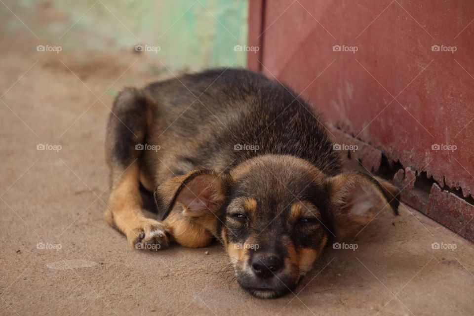 Cute little puppy