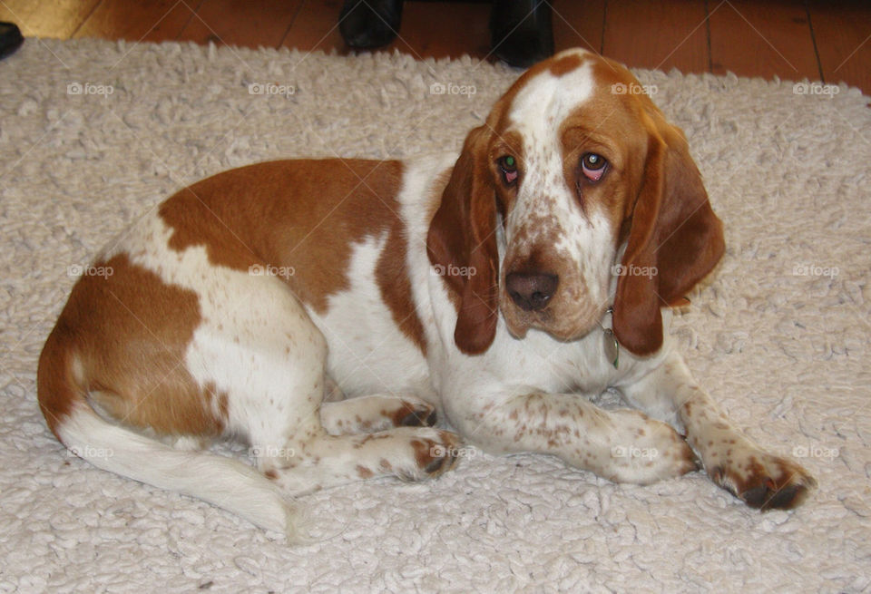 Basset hound "hush puppy"