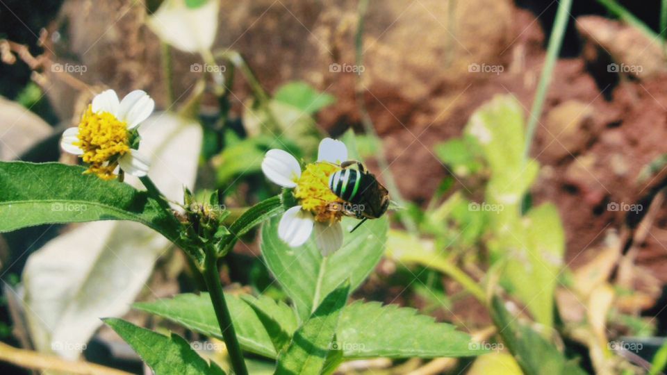 Flowers and honey bees