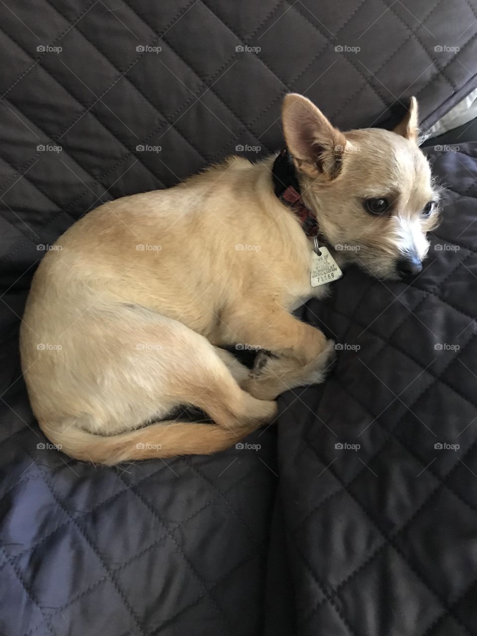 Cute dog, light colored mix between a chihuahua and a Yorkie is napping on a quilted blanket