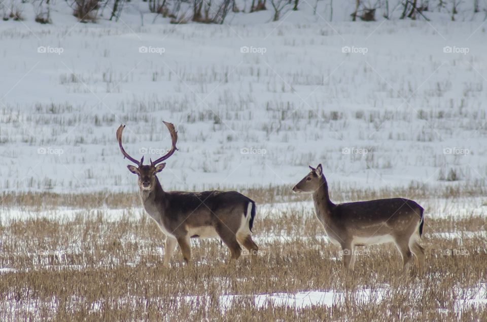 Fallow deer couple