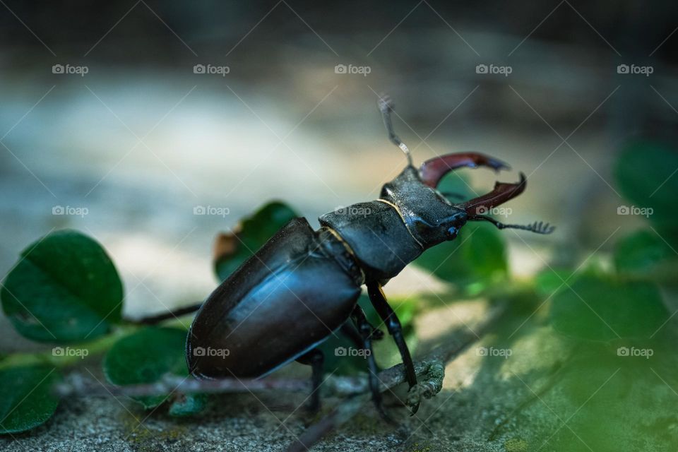 A stag beetle