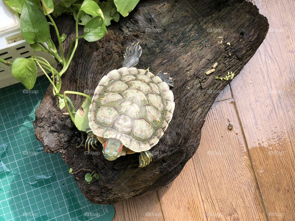 My favorite place in the house is on the balcony with my turtles and plants