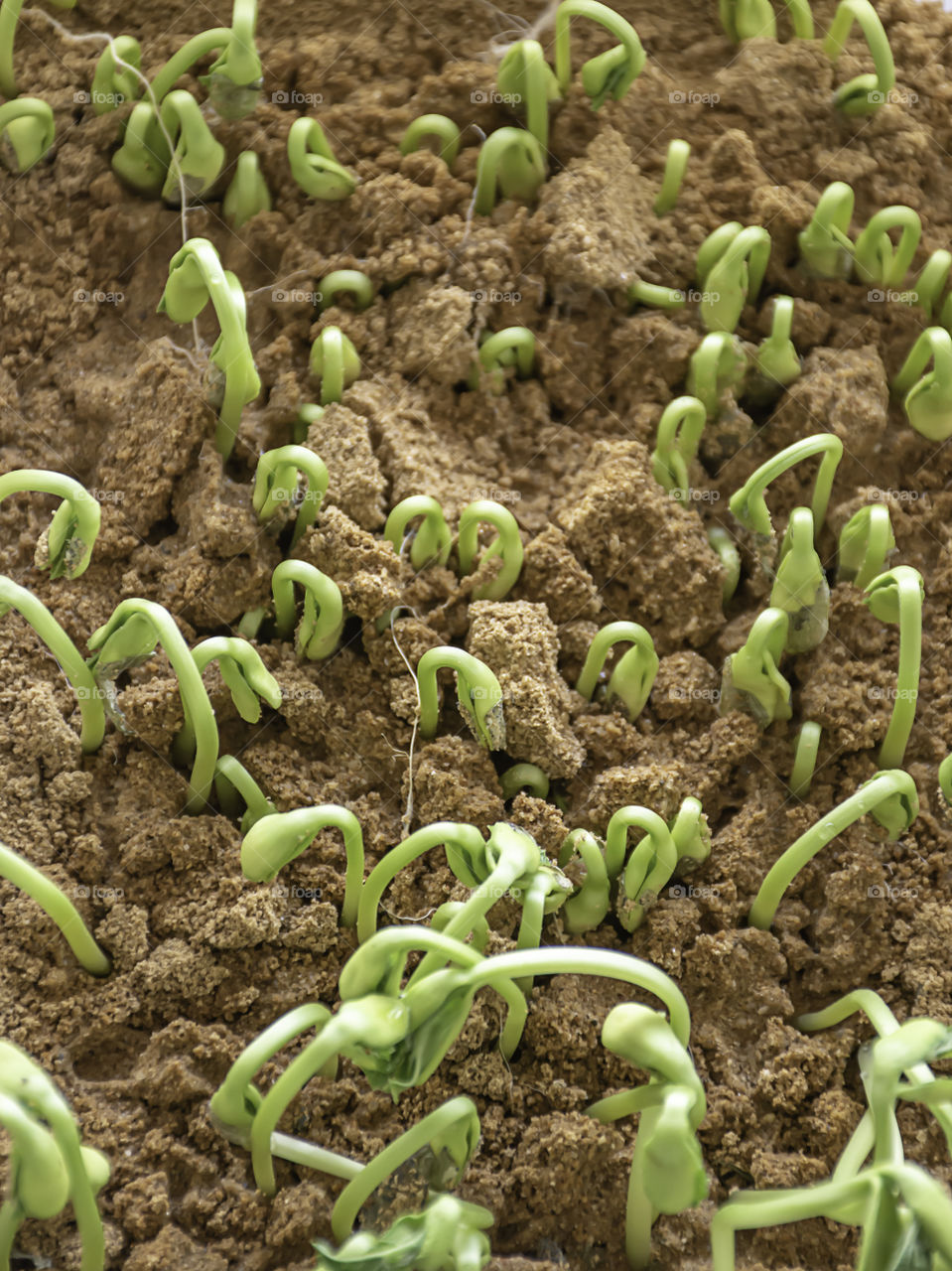 Seedlings of Winter melon that are growing from seed In the soil.