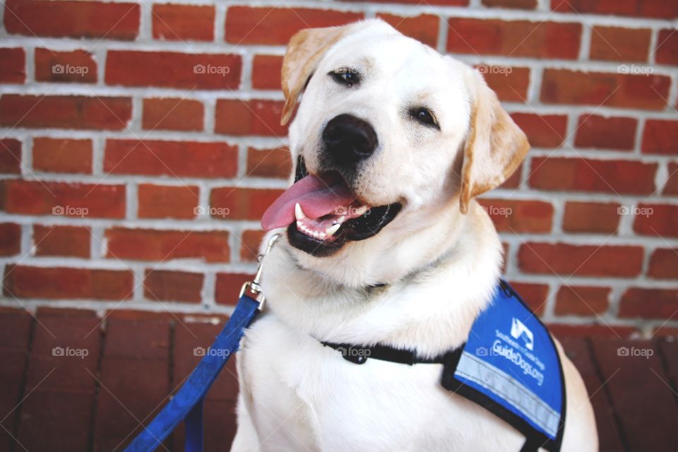 This puppy is learning to be a service dog! Even though he is only a year old, he is super smart and growing rapidly!
