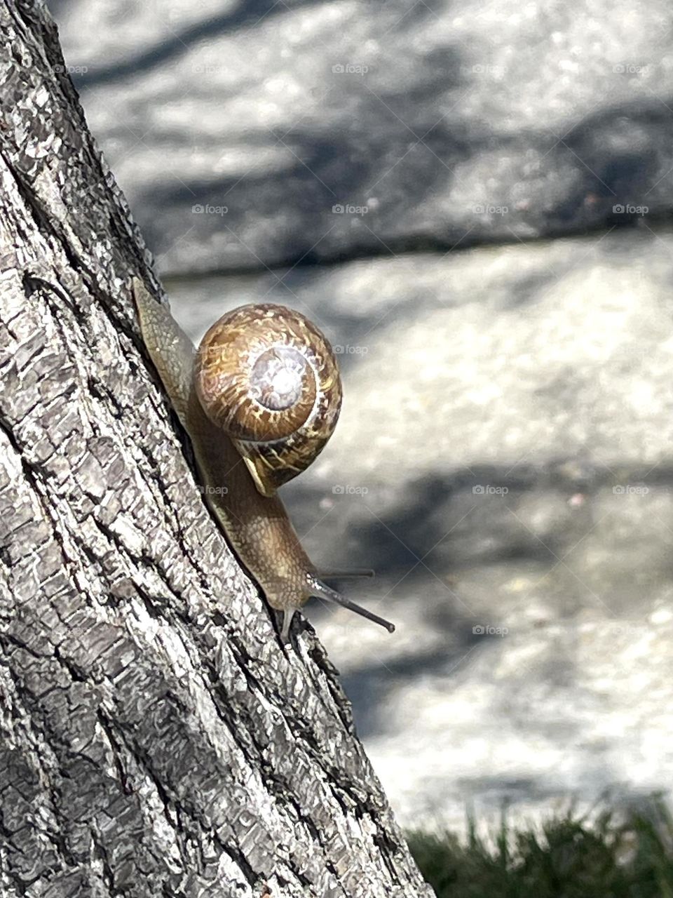 Sweet Snail