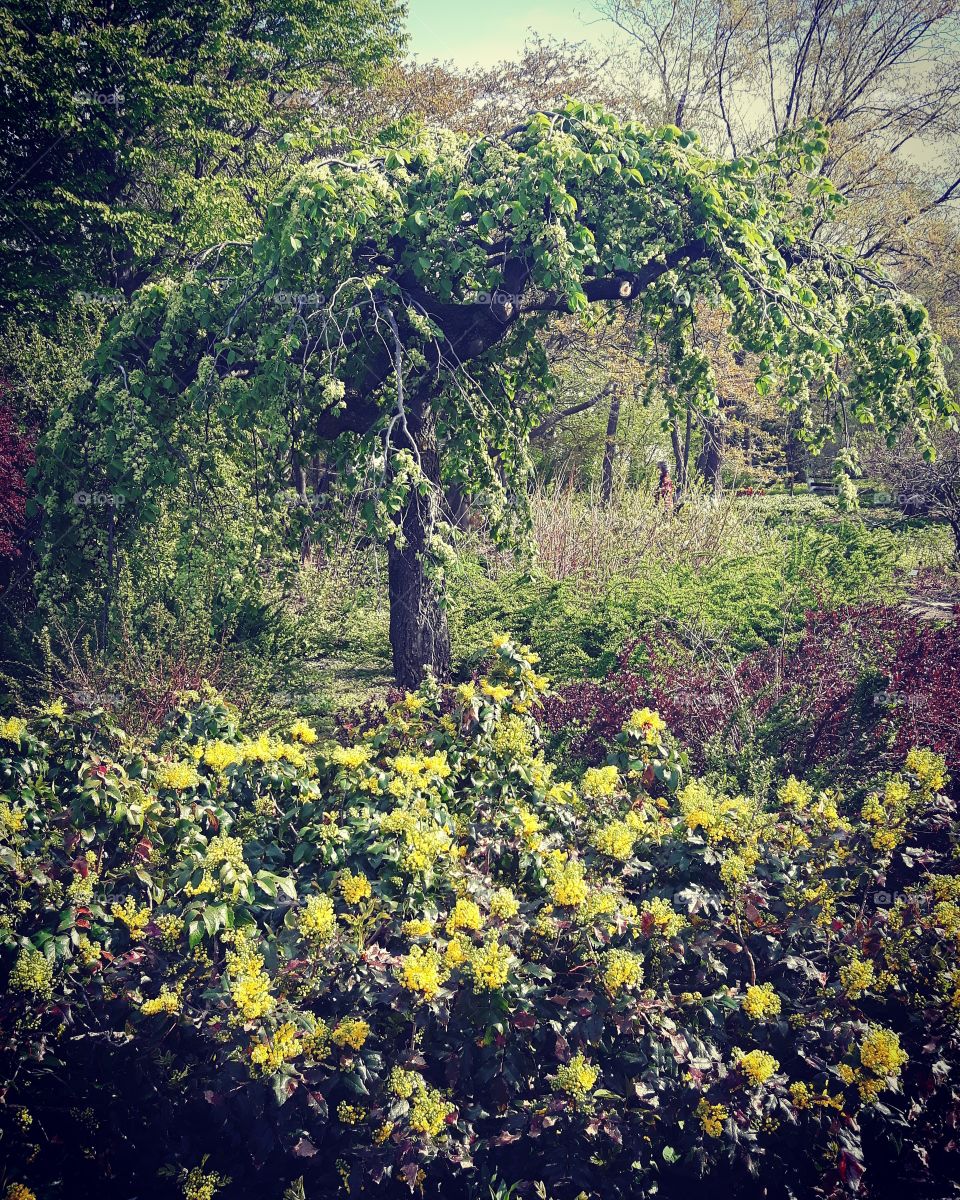 magic tree!🌱🌳