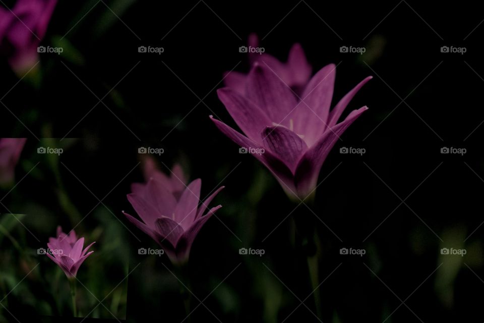 Pink flower in dark